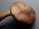 Inocybe leiocephala image