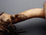 Inocybe leiocephala image