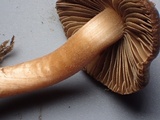 Inocybe leiocephala image