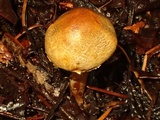 Inocybe leiocephala image