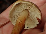Inocybe leiocephala image