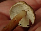 Inocybe leiocephala image