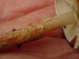 Inocybe leiocephala image