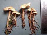 Lepiota boudieri image