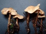 Lepiota boudieri image