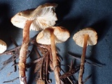 Lepiota boudieri image