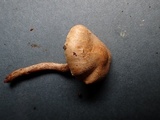 Lepiota boudieri image