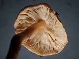 Lepiota boudieri image