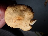 Lepiota boudieri image