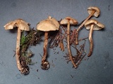 Lepiota boudieri image