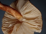 Lepiota boudieri image