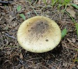 Amanita flavorubens image
