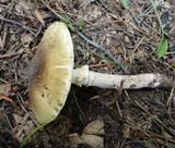 Amanita flavorubens image