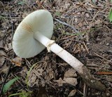 Amanita flavorubens image