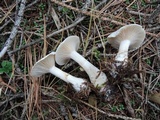 Clitocybe hygrophoroides image