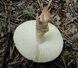 Amanita flavorubens image