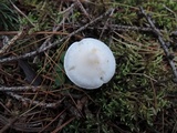 Clitocybe hygrophoroides image