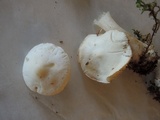 Clitocybe hygrophoroides image