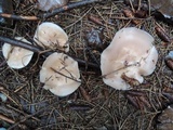 Lepista sordida image