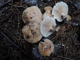 Lepista sordida image