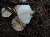 Lepista sordida image