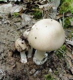 Amanita spreta image