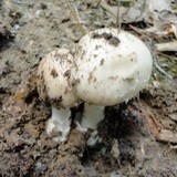 Amanita spreta image