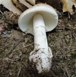 Amanita spreta image