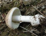 Amanita spreta image