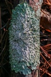 Canoparmelia caroliniana image