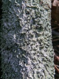 Canoparmelia caroliniana image
