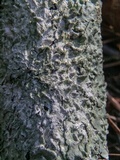 Canoparmelia caroliniana image