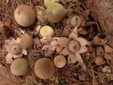 Geastrum velutinum image