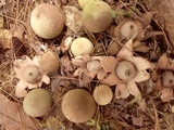 Geastrum velutinum image