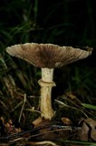 Stropharia hardii image