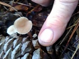 Baeospora myosura image