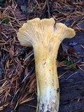 Cantharellus formosus image