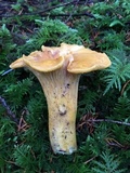 Cantharellus formosus image