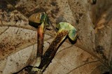 Boletus chrysenteron image