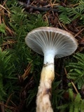 Gomphidius subroseus image