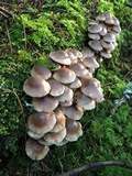 Gymnopus acervatus image