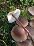 Gymnopus acervatus image