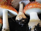 Amanita persicina image