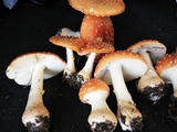 Amanita persicina image