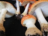 Amanita persicina image