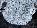 Lobothallia alphoplaca image