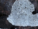 Lobothallia alphoplaca image