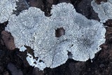 Lobothallia alphoplaca image