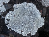 Lobothallia alphoplaca image