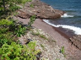 Lobothallia alphoplaca image